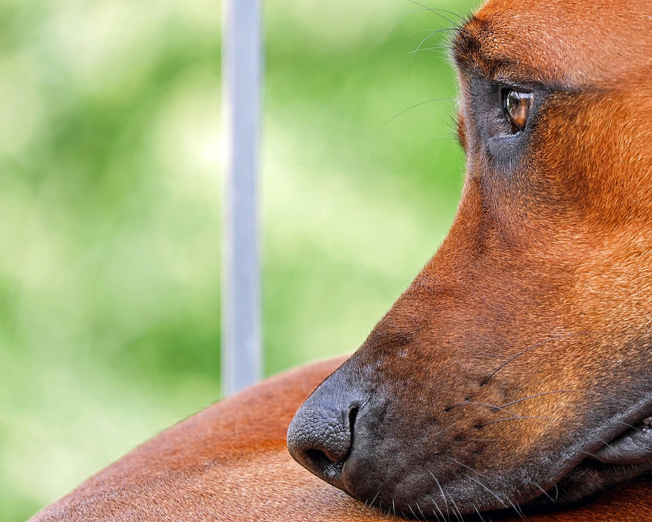 Ryhmävalmennus koiran ruokavaliomuutokselle – (5 koirakkoa)